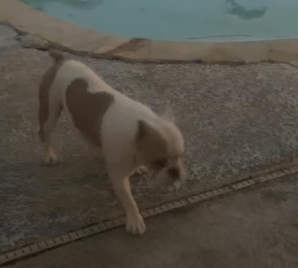 Image of Gotti, Lost Dog