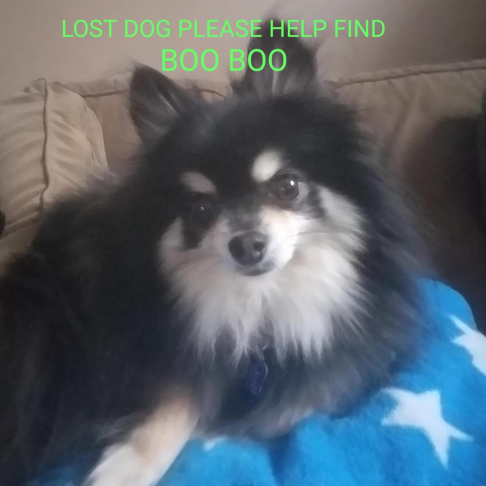 Image of BOO BOO, Lost Dog