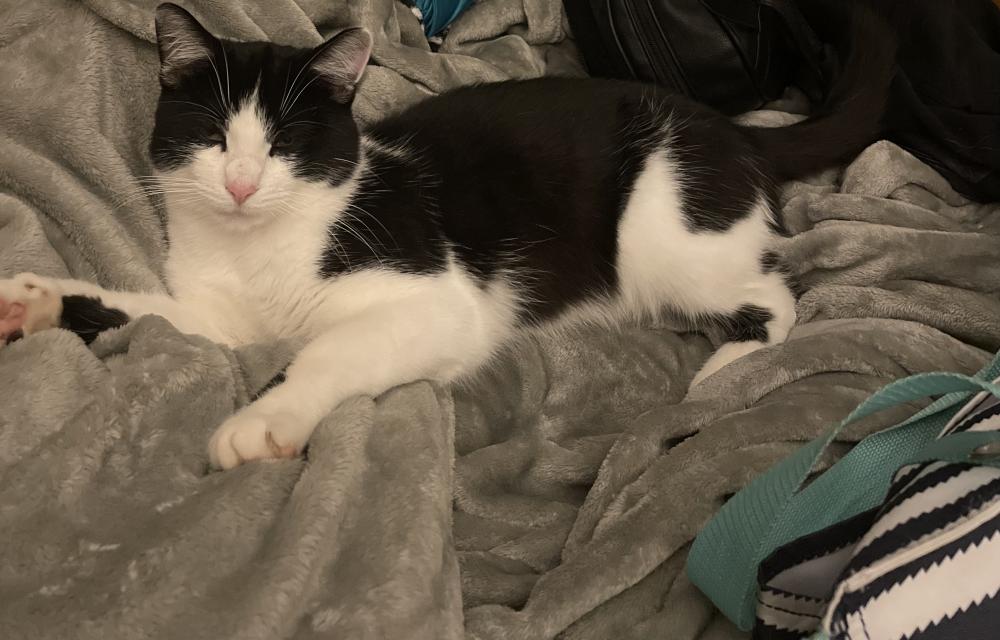 Image of Mickey, Lost Cat