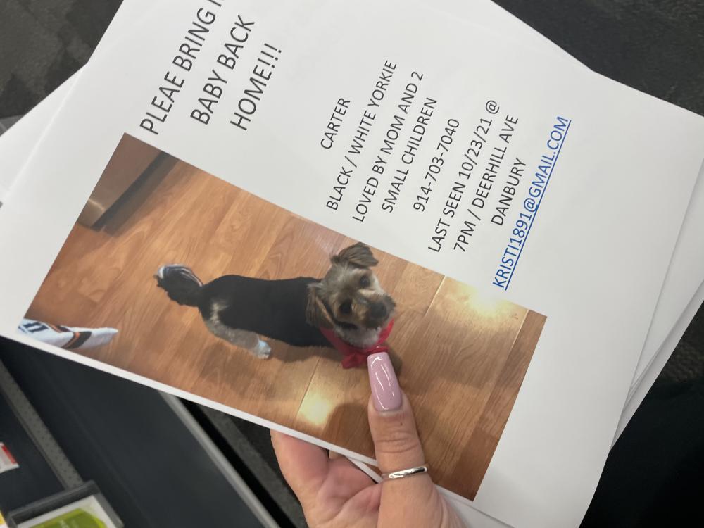 Image of Carter, Lost Dog