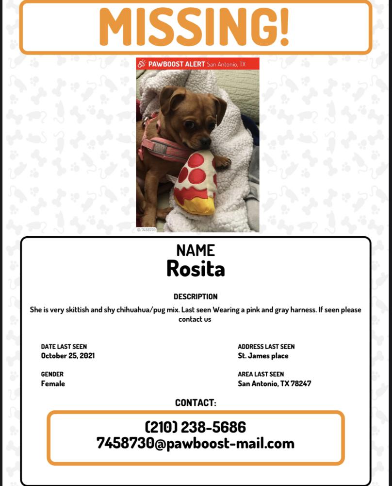 Image of Rosita, Lost Dog