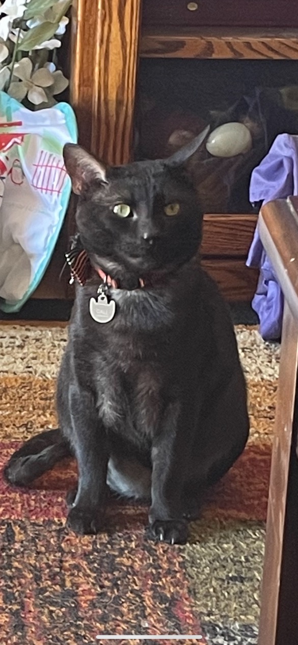Image of FINNY, Lost Cat