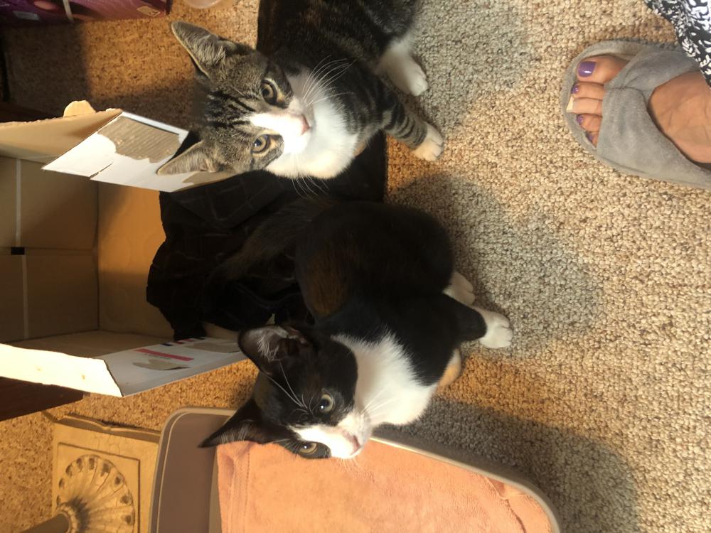 Image of Benny & Rico, Lost Cat