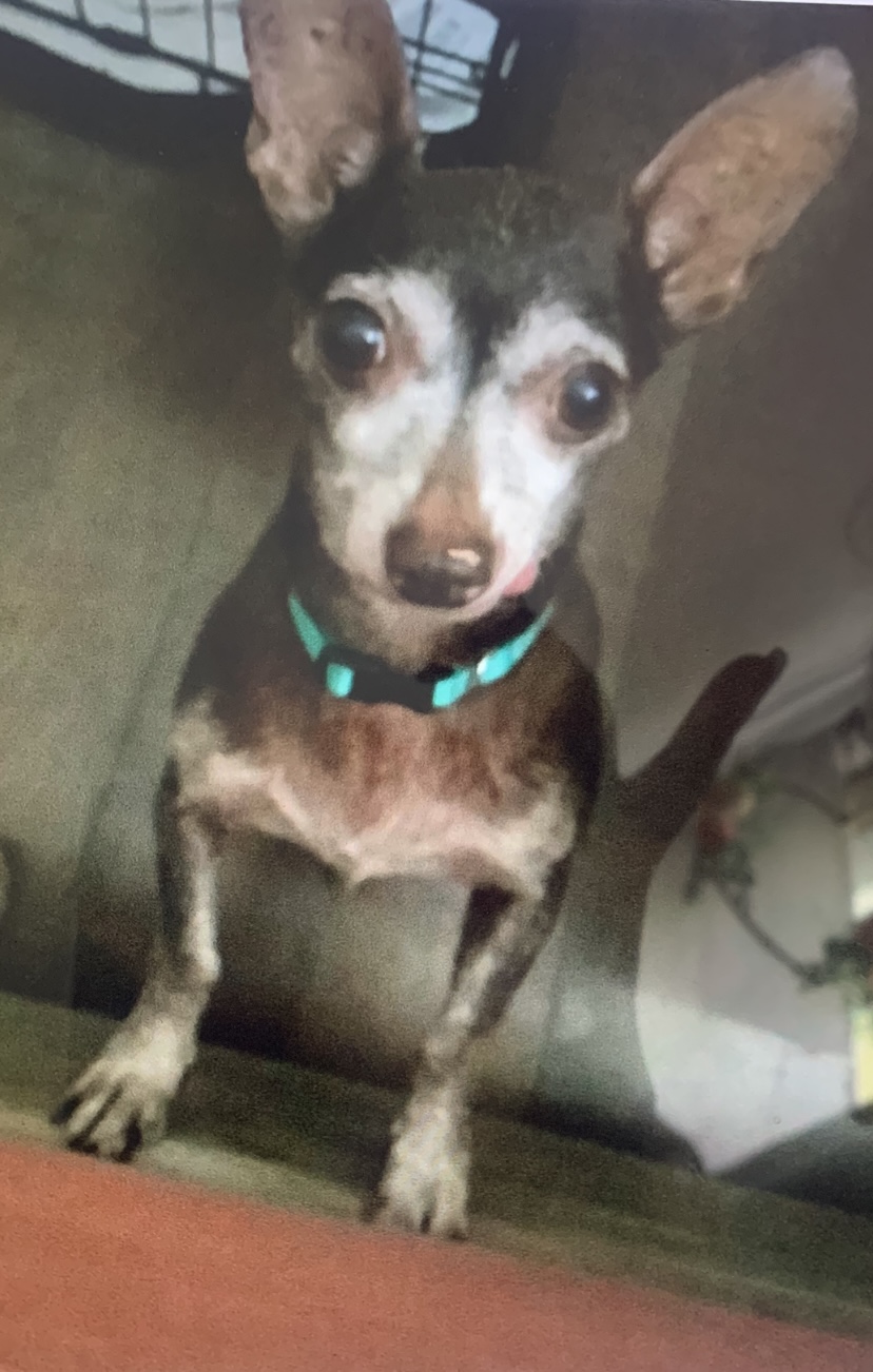 Image of Dingy, Lost Dog