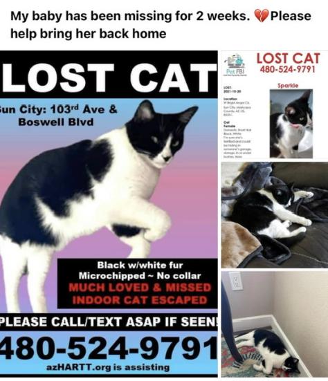 Image of Spark, Lost Cat