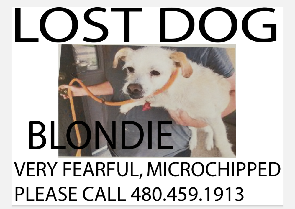 Image of Blondie, Lost Dog