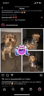 Image of Milo Snoopy Chalino, Lost Dog