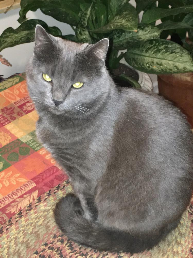 Image of Church, Lost Cat