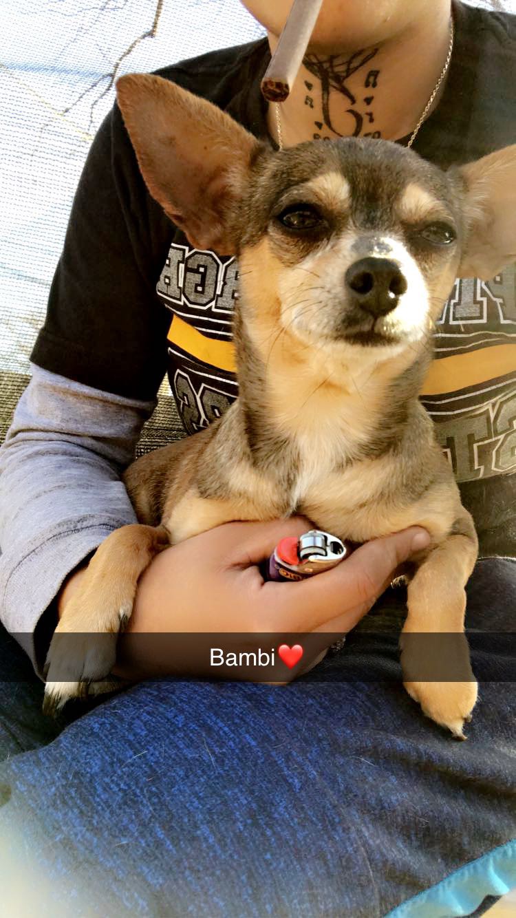 Image of Bambi, Lost Dog