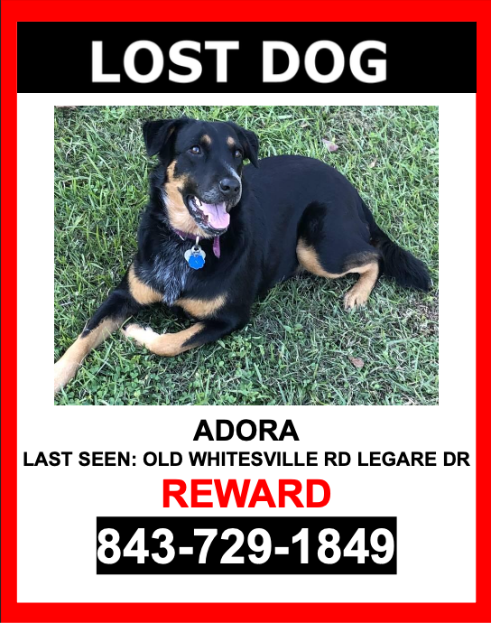 Image of Adora, Lost Dog