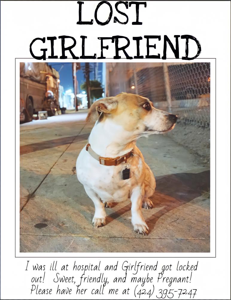 Image of Girlfiend, Lost Dog