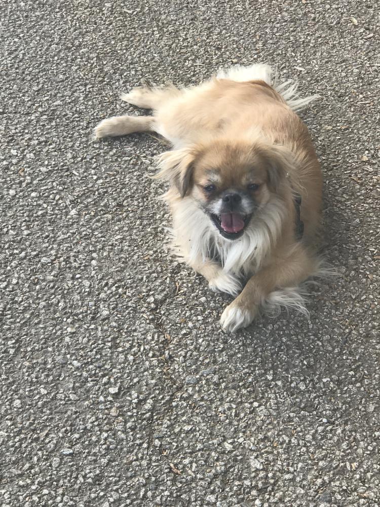 Image of Butterscotch, Lost Dog