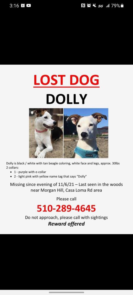 Image of Dolly, Lost Dog