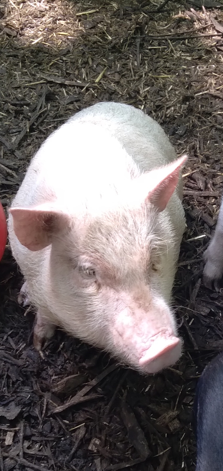 Image of Lila, Lost Pig