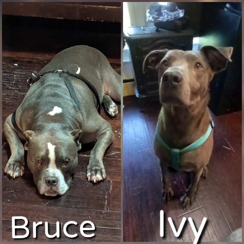 Image of Bruce & Ivy, Lost Dog