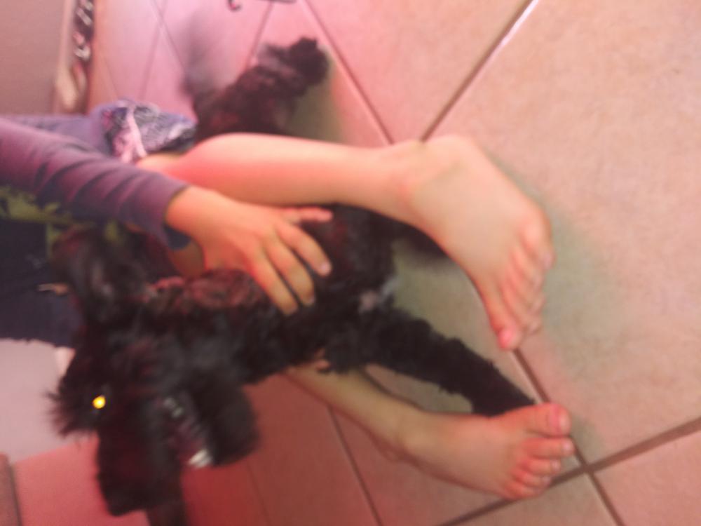 Image of Blk Terrier, Found Dog