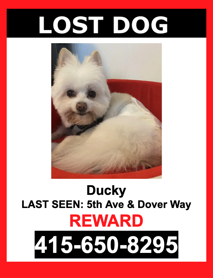 Image of DUCKY, Lost Dog