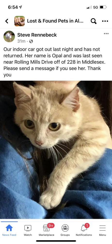 Image of Opal, Lost Cat