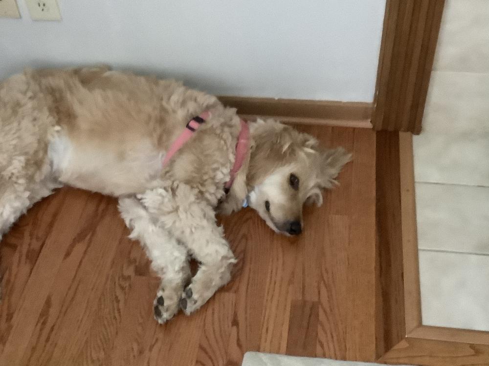 Image of Doodle, Lost Dog