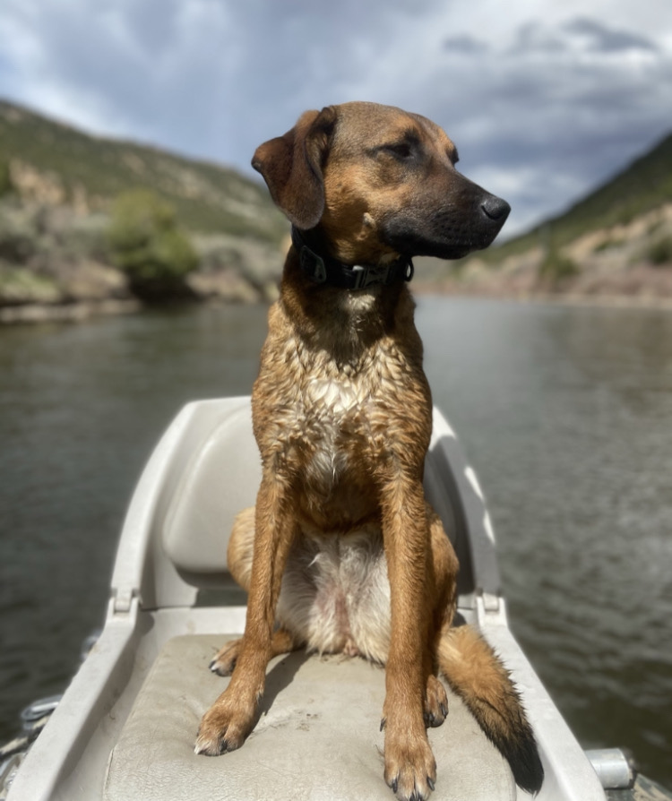 Image of Saba, Lost Dog