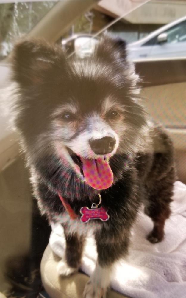 Image of FURBY, Lost Dog