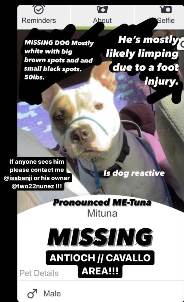 Image of Me-Tuna, Lost Dog