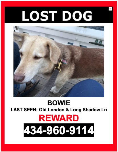 Image of Bowie, Lost Dog