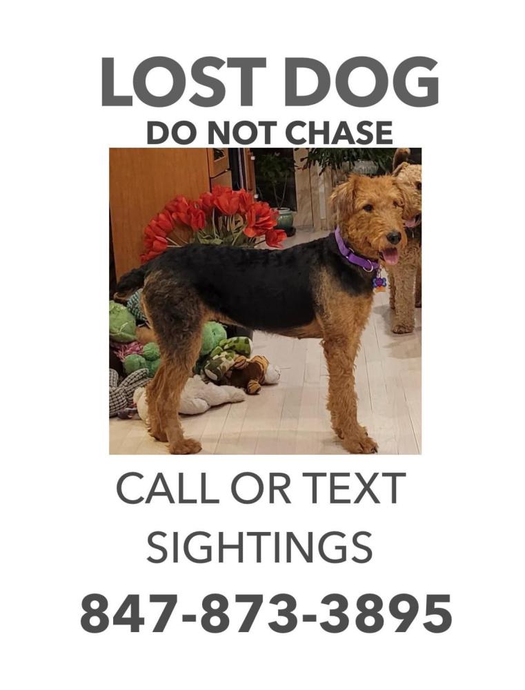 Image of CoCo, Lost Dog