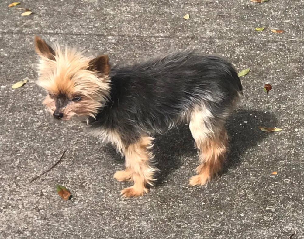Image of DidiBaby  Old Yorkie, Lost Dog