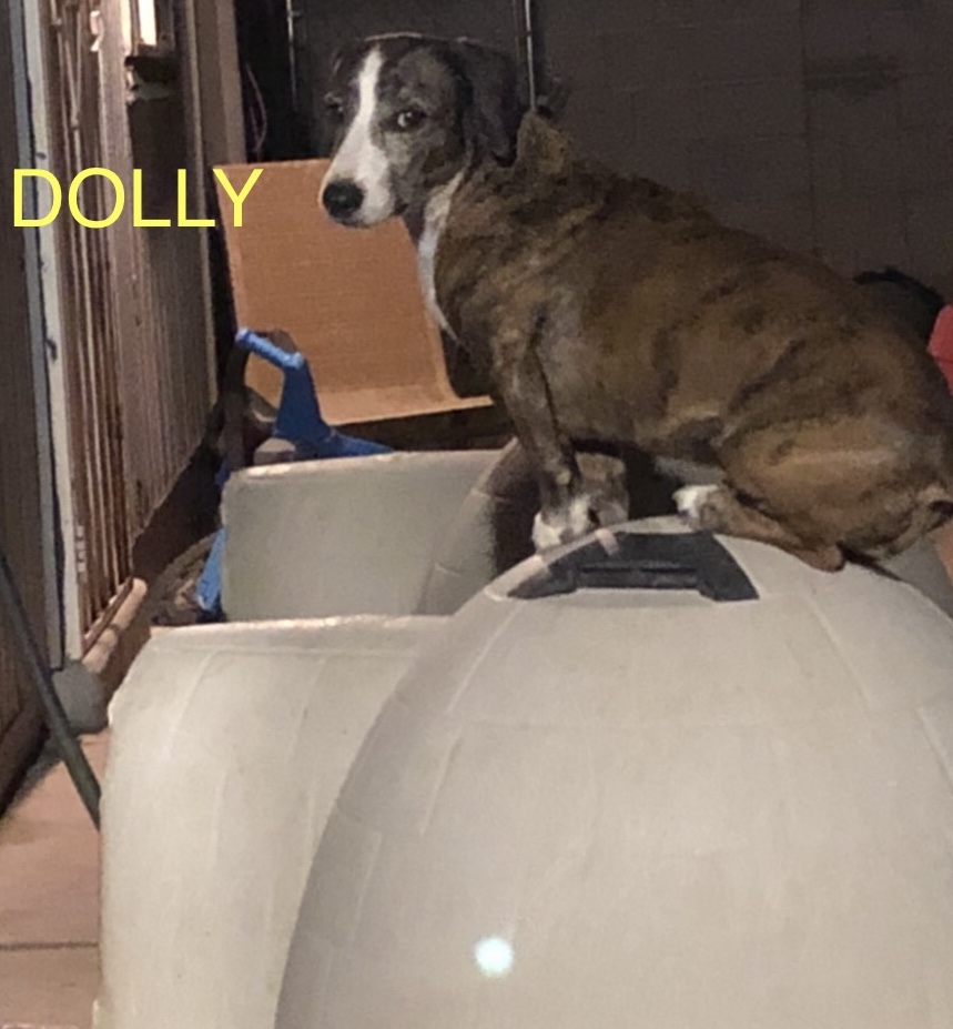 Found Dog Dolly