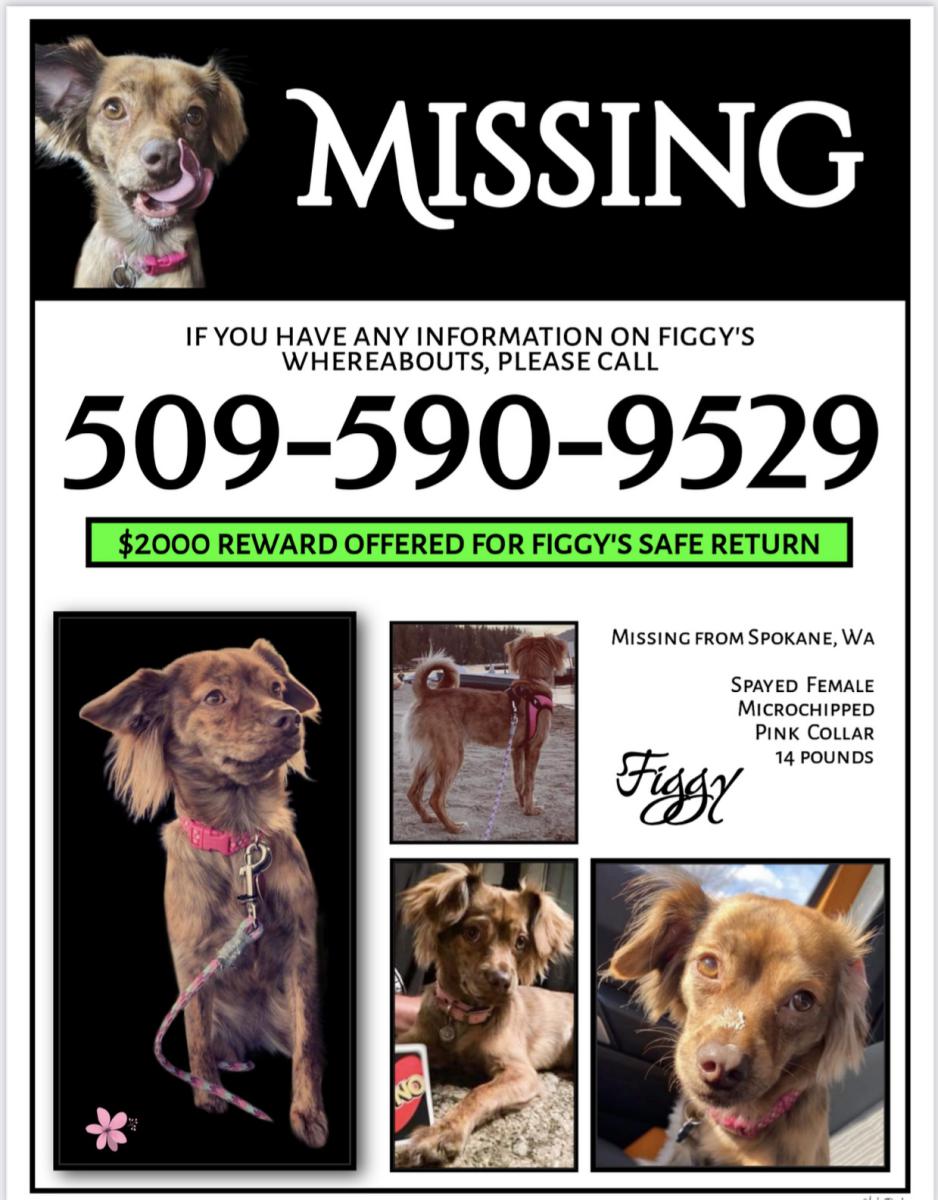 Image of Figgy, Lost Dog