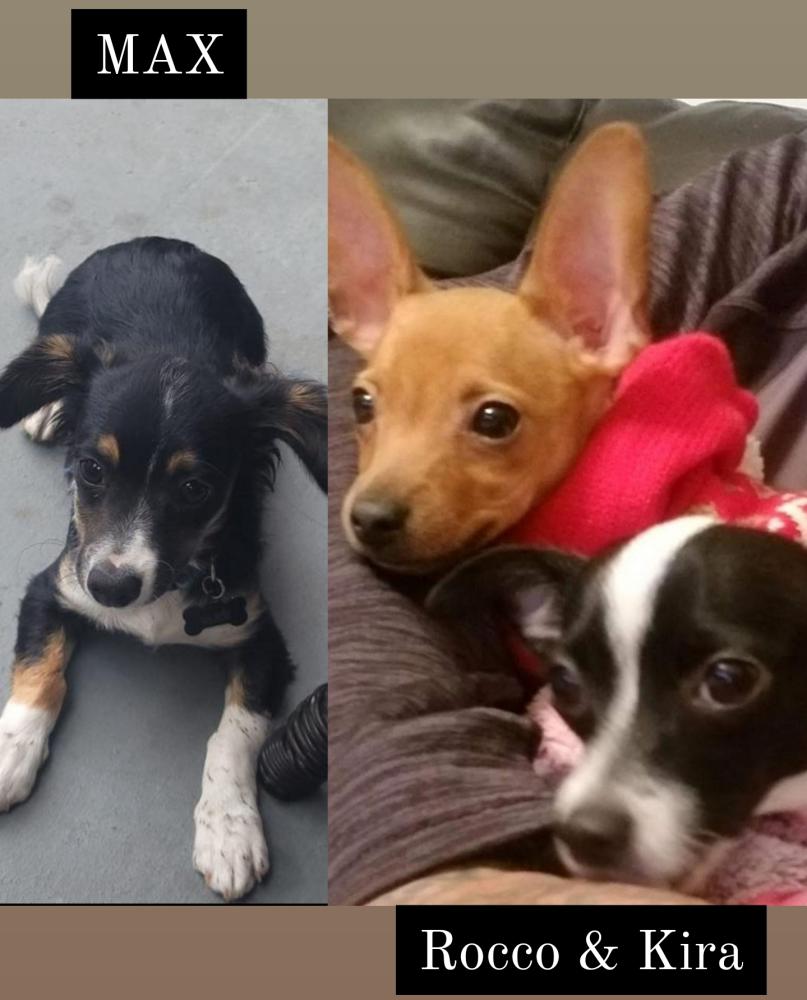 Image of Rocco Max and Kira, Lost Dog