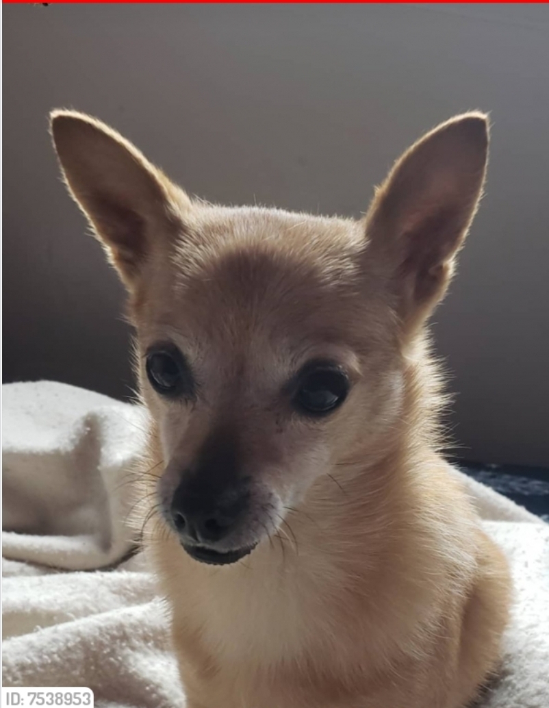 Image of Foxie, Lost Dog