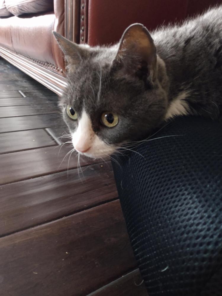 Image of Gree, Lost Cat