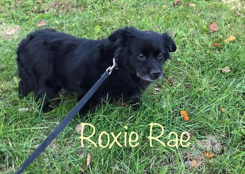 Image of Roxie Rae, Lost Dog