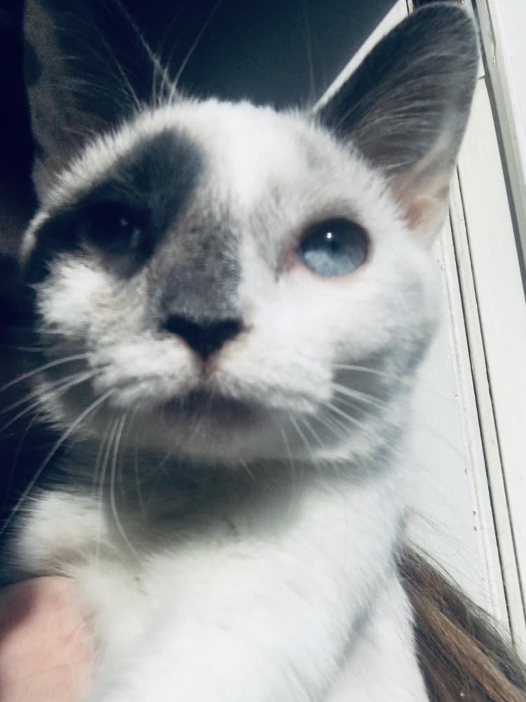 Image of Otis, Lost Cat