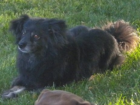 Image of ELVIS, Lost Dog