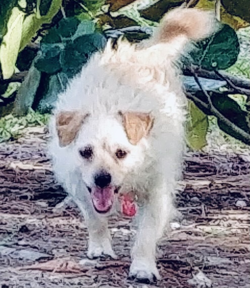 Image of Bobo, Lost Dog