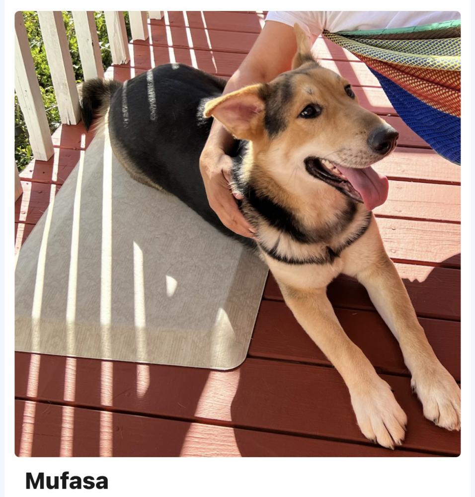 Image of Mufasa, Lost Dog