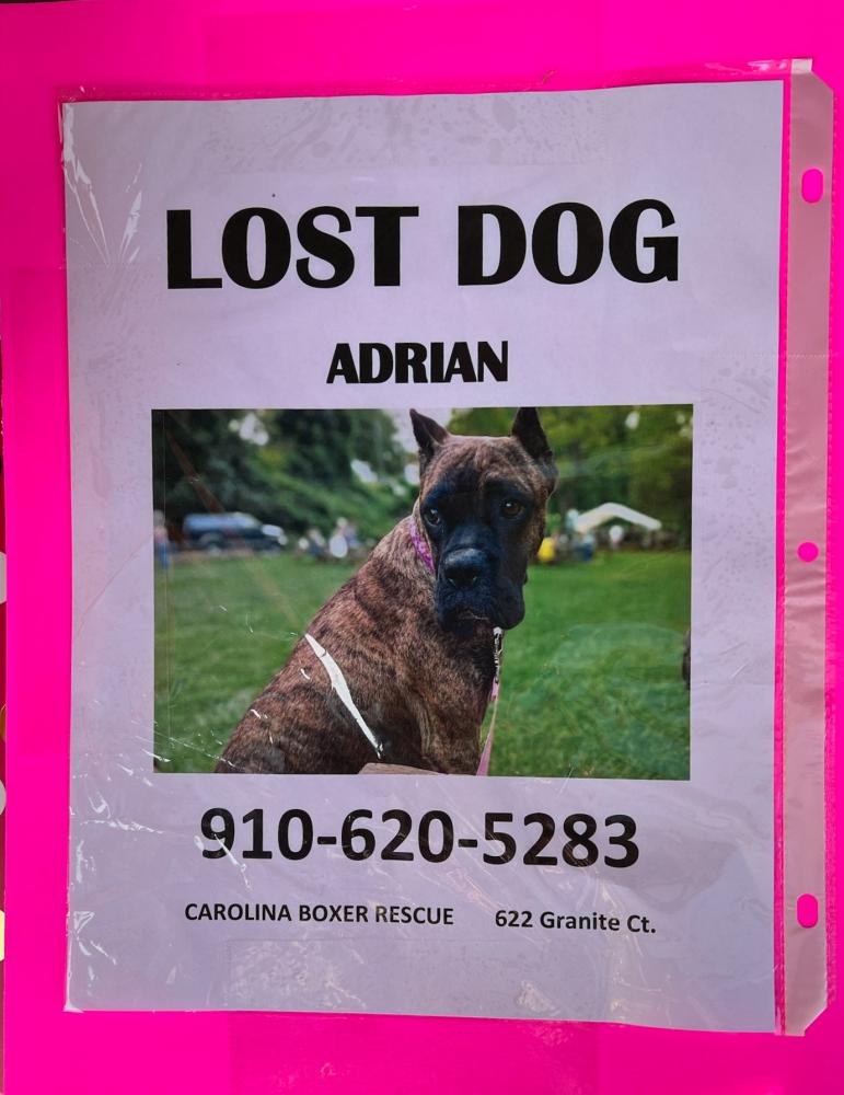Image of Adrian, Lost Dog