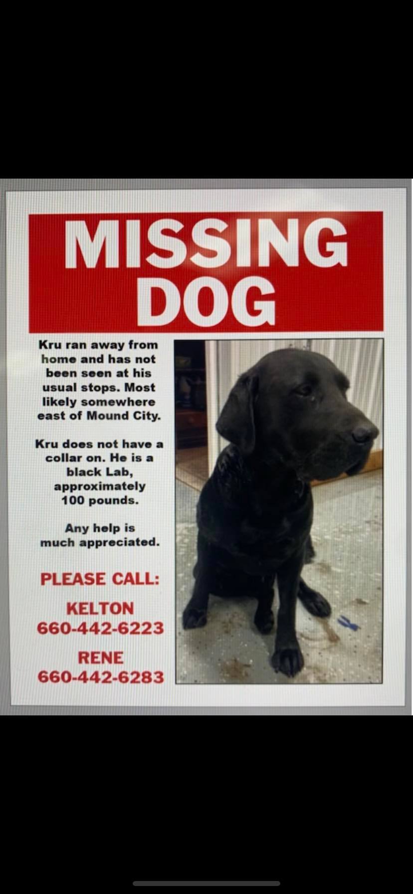 Image of Kru, Lost Dog