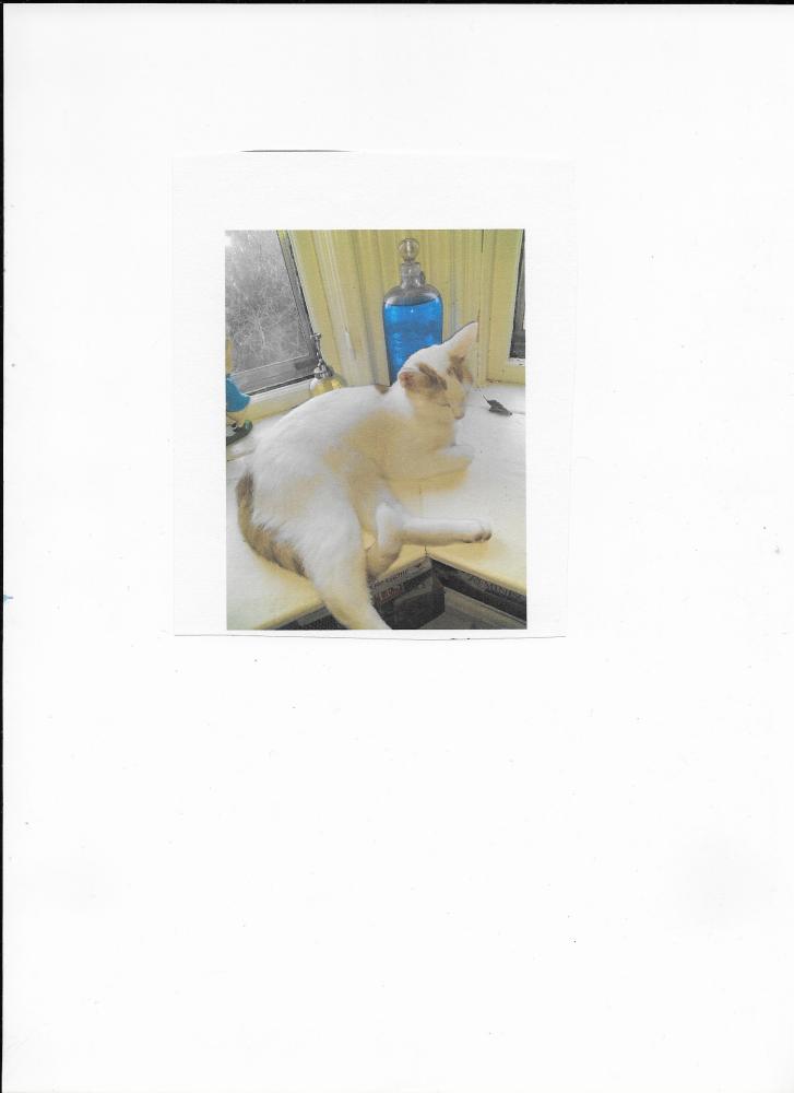 Image of Zacch, Lost Cat