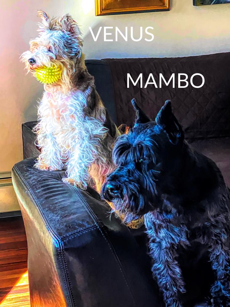 Image of Mambo/Venus, Lost Dog