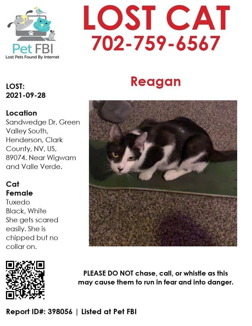 Image of Reagan, Lost Cat