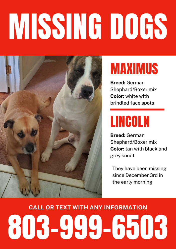 Image of Max and Lincoln, Lost Dog