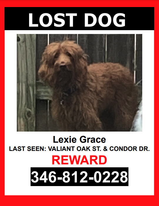 Image of Lexie Grace, Lost Dog