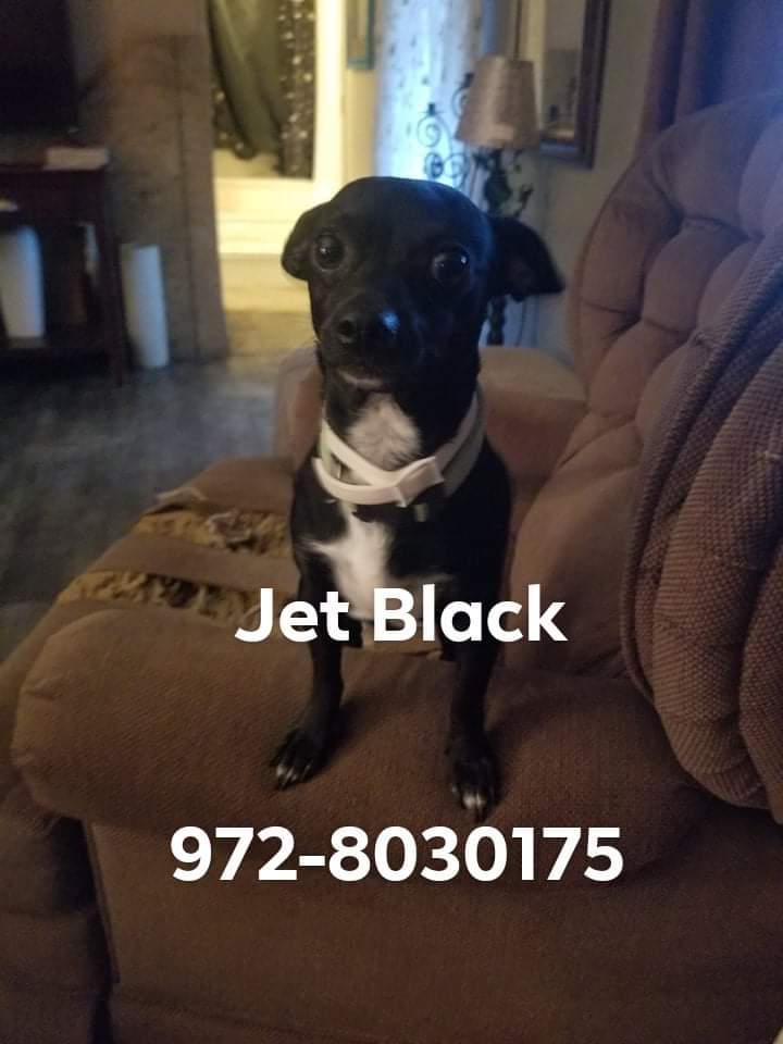 Image of Jet black, Lost Dog