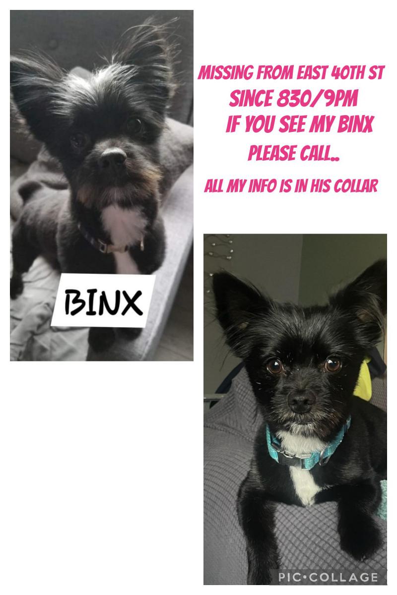 Image of BINX, Lost Dog