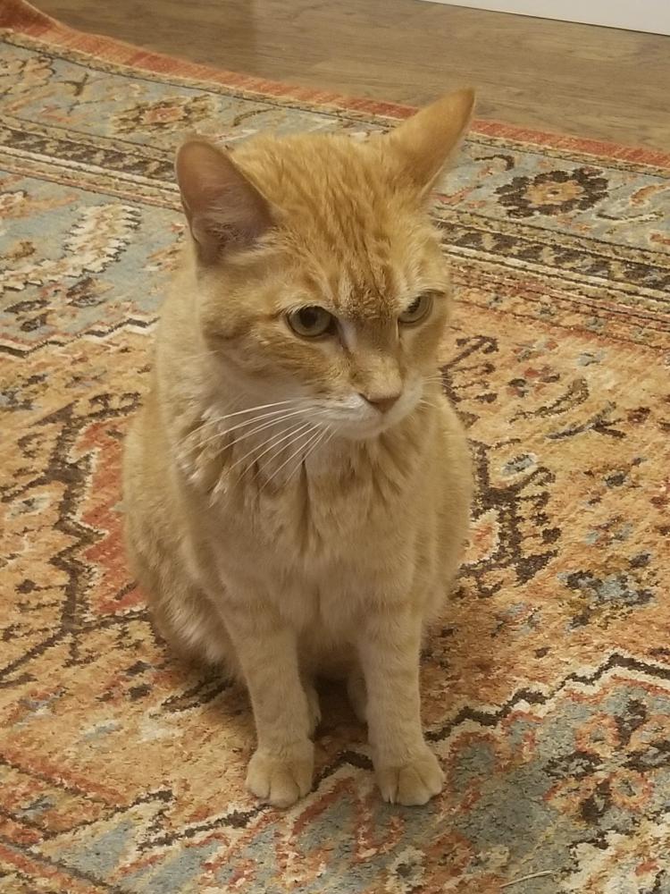 Image of Watson, Lost Cat
