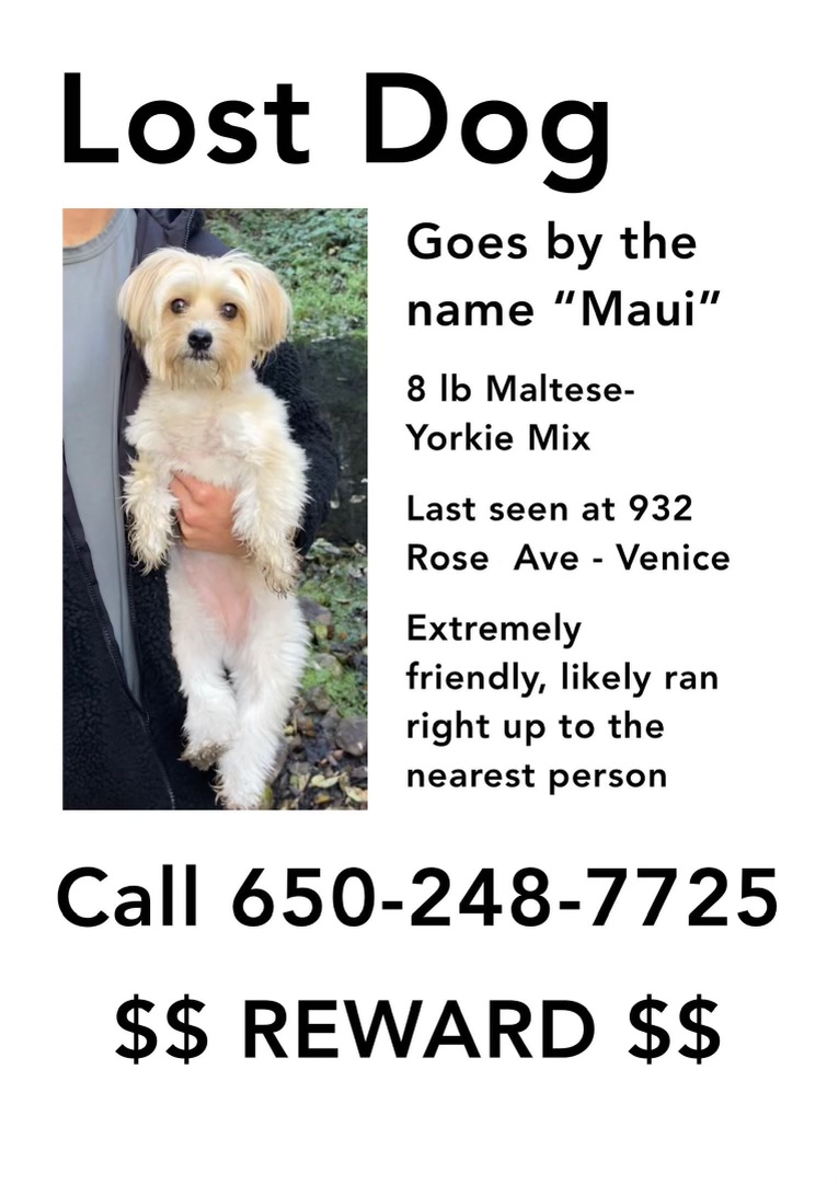 Image of Maui, Lost Dog